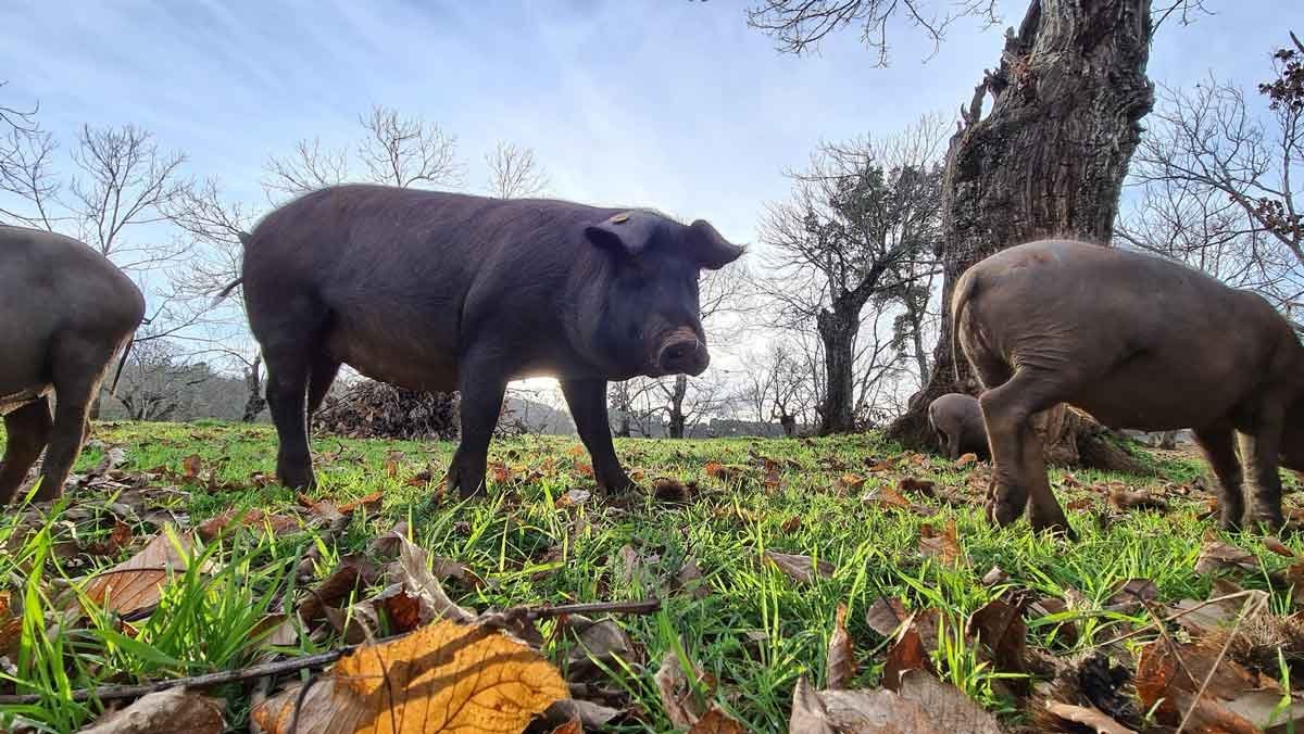 Cerdos pastando en la dehesa